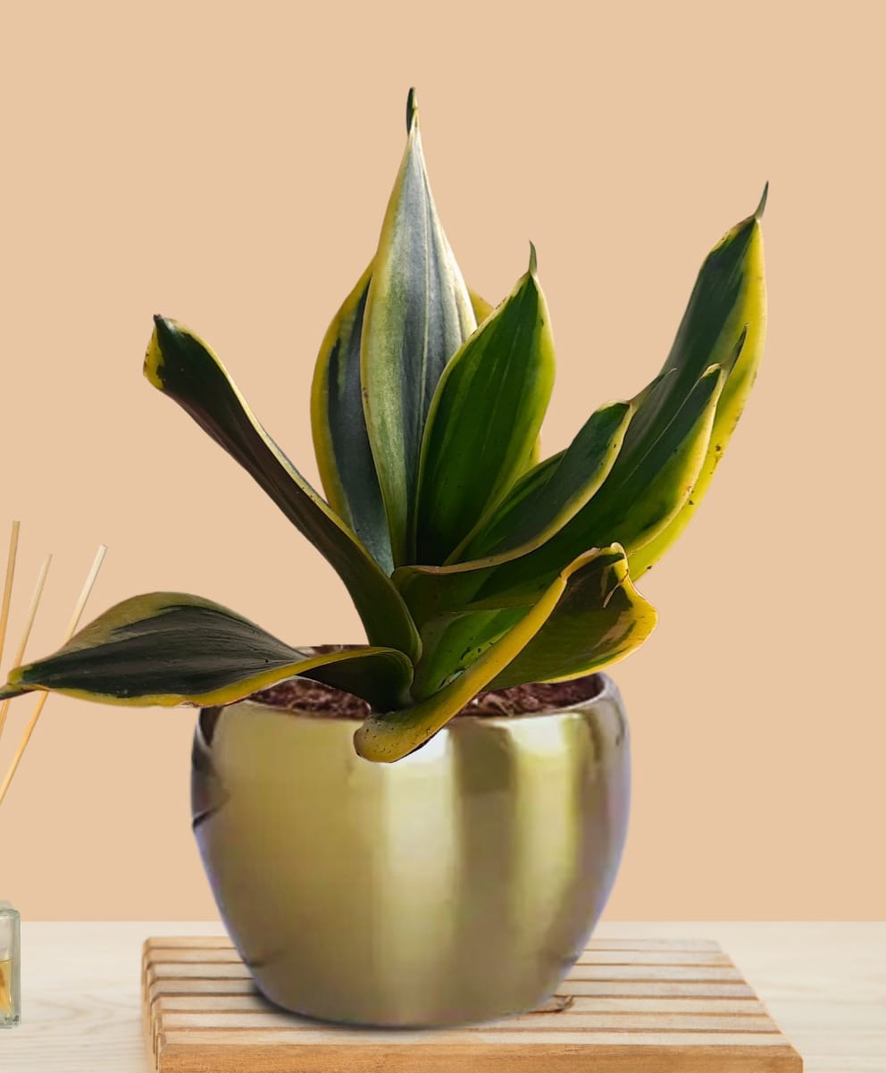 Greenkin Snake Plant in Golden Metal Pot-image-47