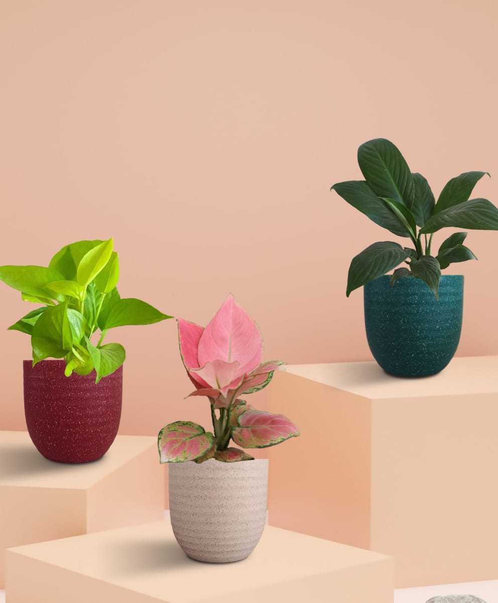 Greenkin Bedroom Plants Combo for Better Sleep-image-27