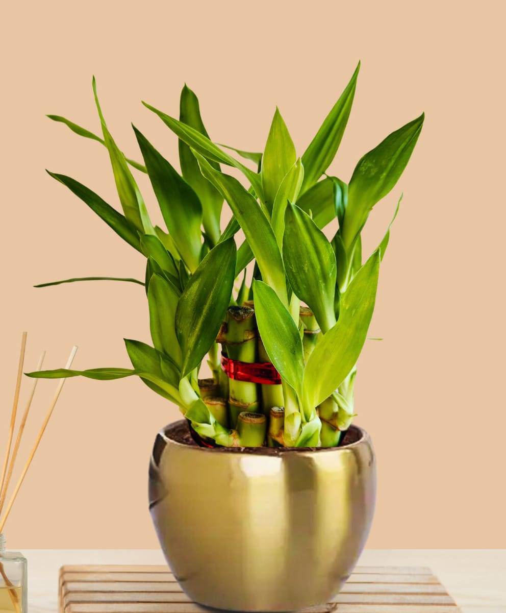 Greenkin 2-Layer Lucky Bamboo Plant with Metal Pot-picture-16