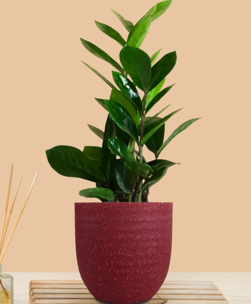 Greenkin ZZ Plant with Eco Pot | Indoor Zamia Plant with Pot-image-6