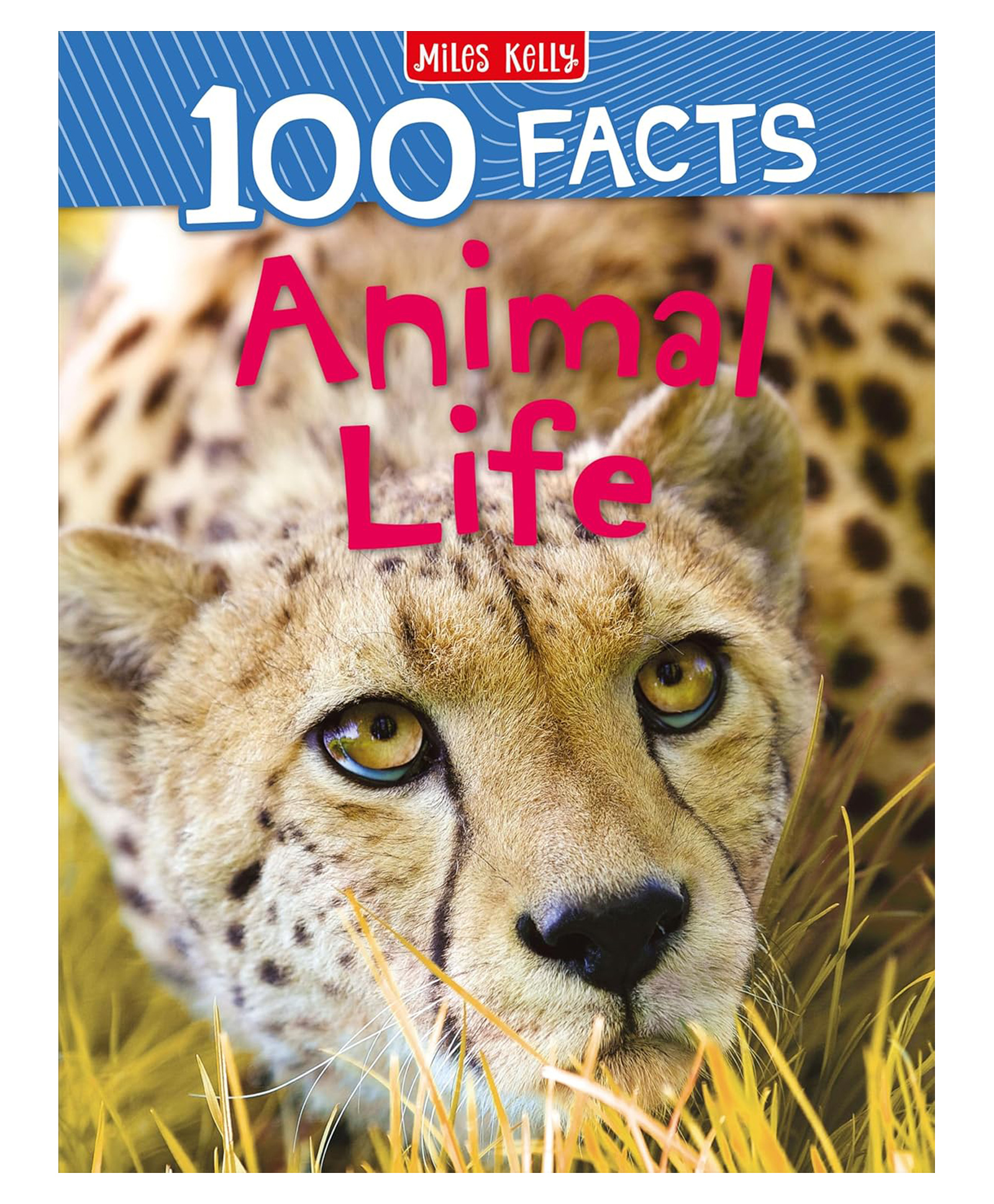 100 Facts Animal Life Paperback by Miles Kelly - English-image-28