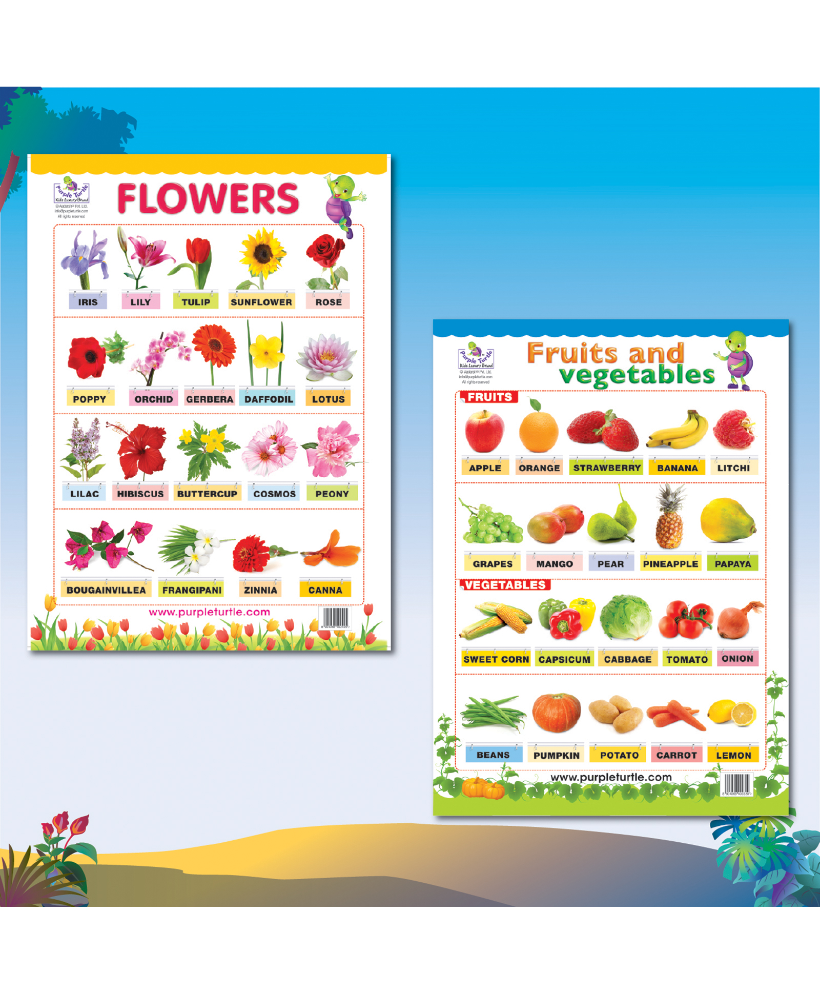 purple turtle Early Learning Educational Wall Charts for Kids Preschool Nursery & Homeschool Learning Posters, Flowers Chart and Fruits & Vegetables Chart for Classroom & Home Ages 2 to 10-English-picture-23