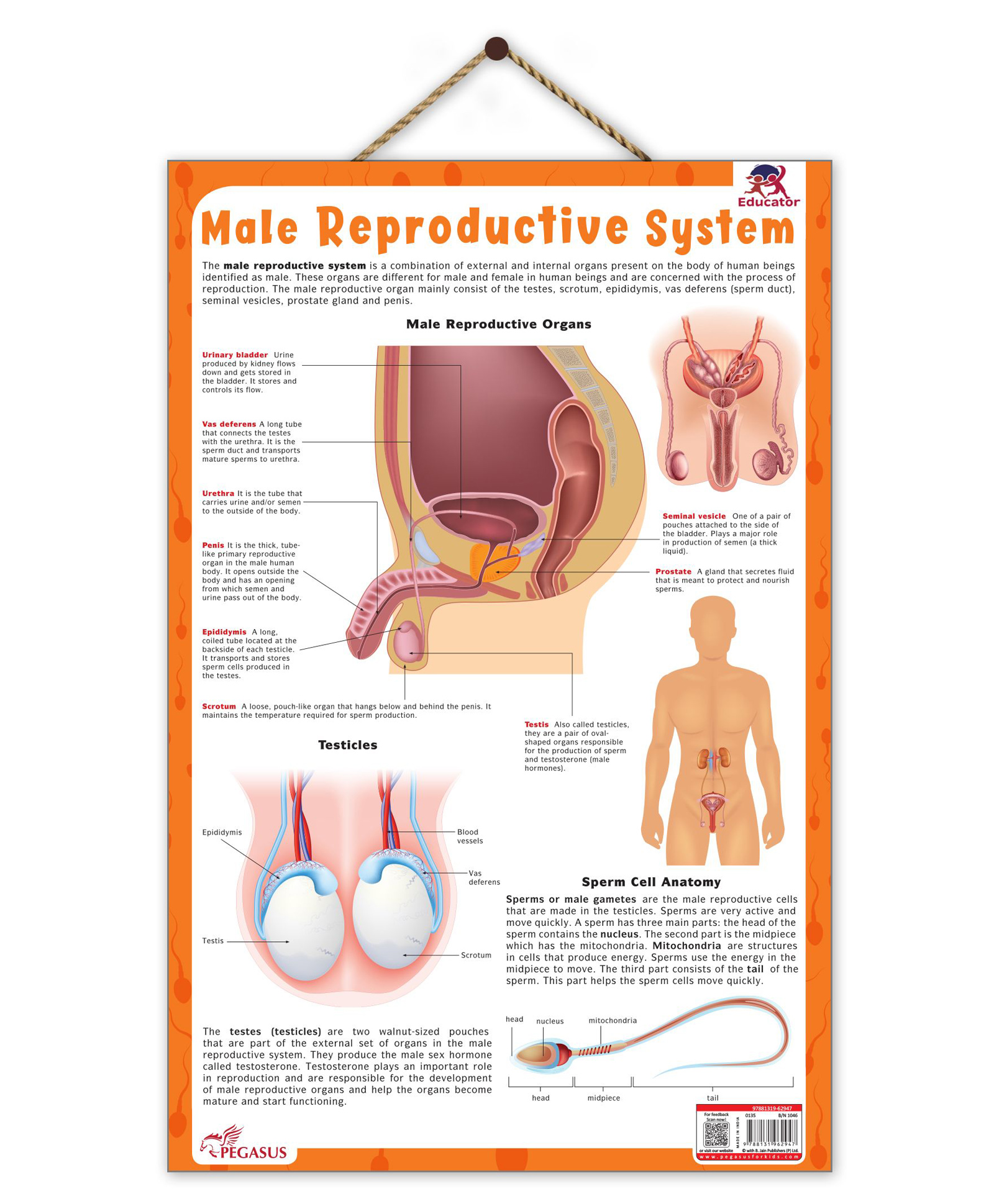 pegasus Male Reproductive System - Thick Laminated Chart-picture-17