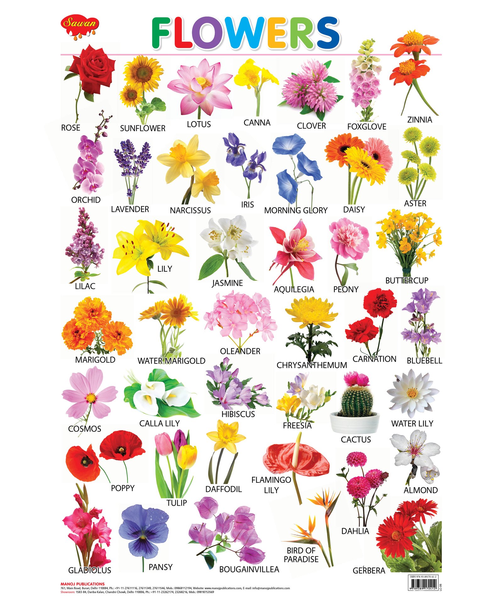 Sawan Flowers Wall Chart English Online In India Buy At Best Price From Firstcry Com