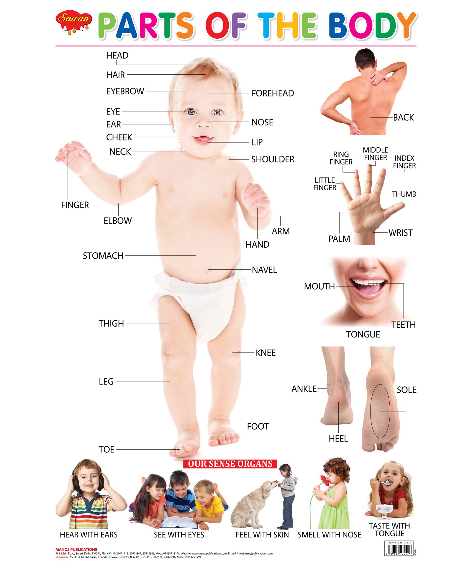 Sawan Parts of Body Wall Chart - English-picture-28
