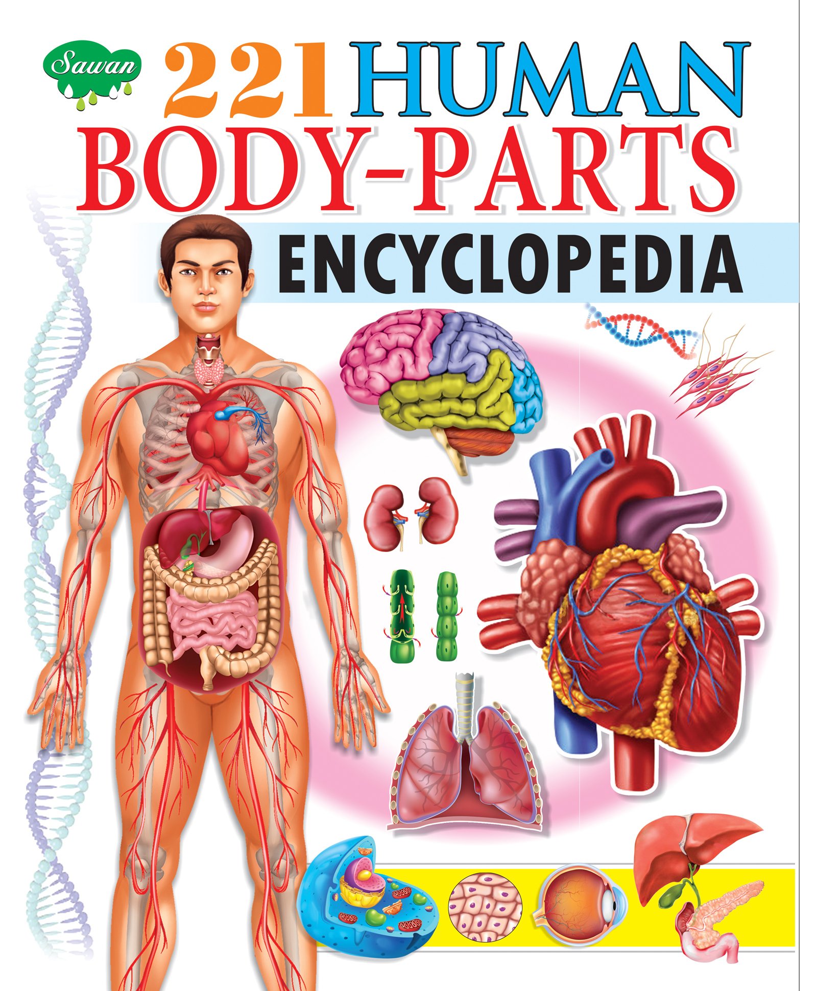 Body Parts With Pictures : Body Parts : Male and female body with