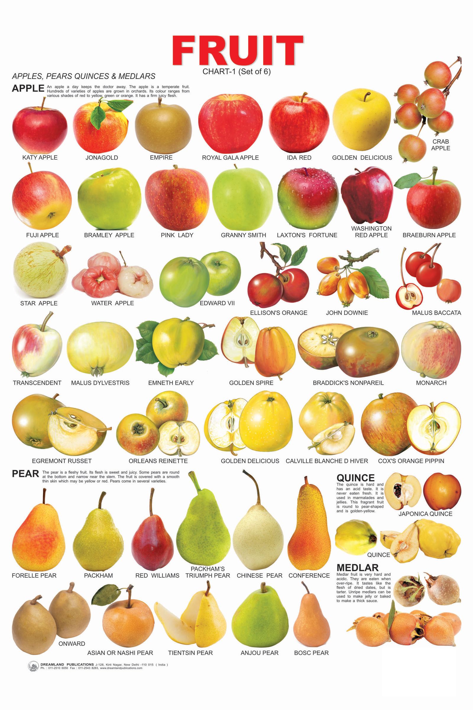 Gallery of Bra Fruit Chart.