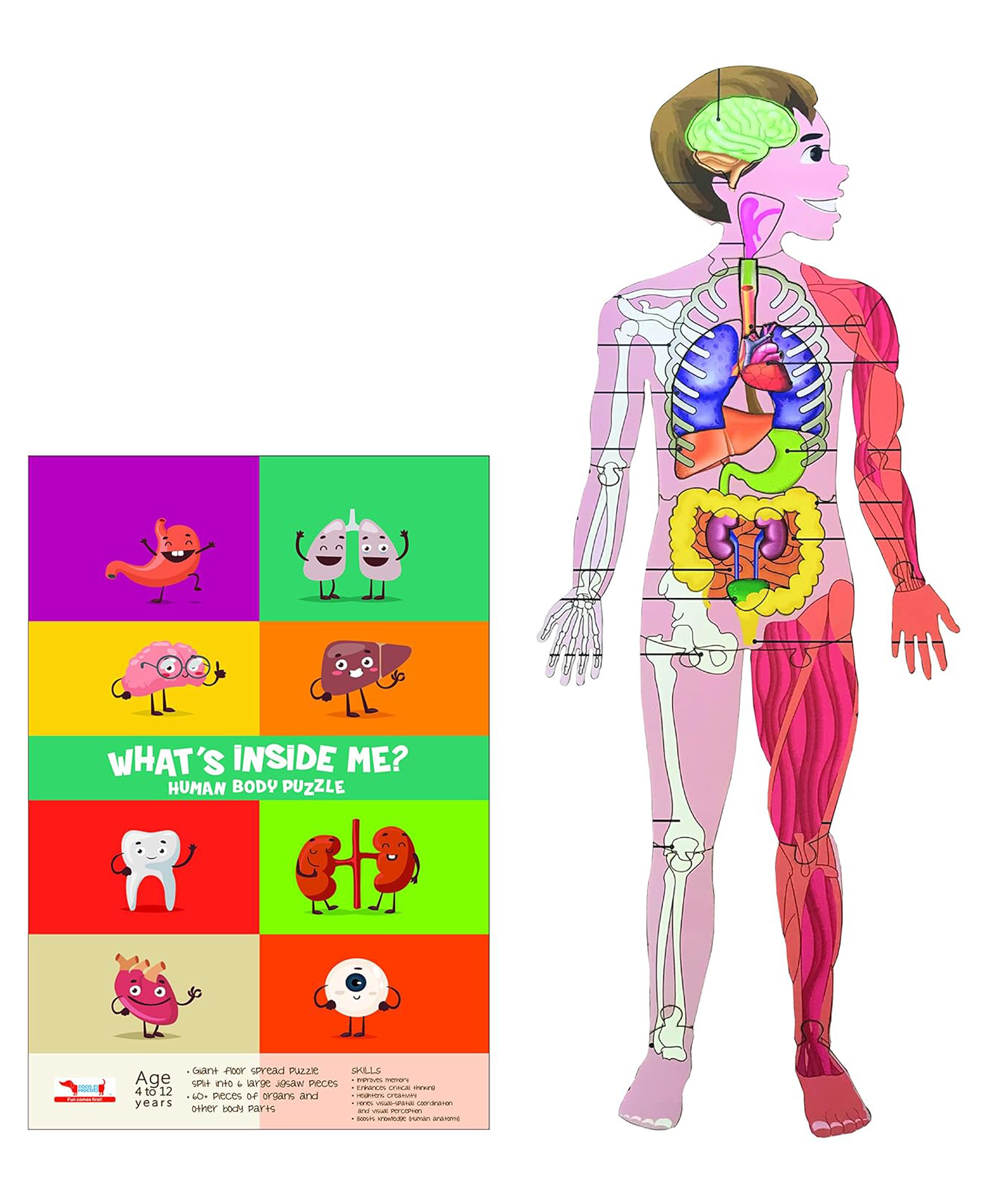 CocoMoco Kids Human Body Wooden Floor Puzzle - 60+ Pieces-picture-23