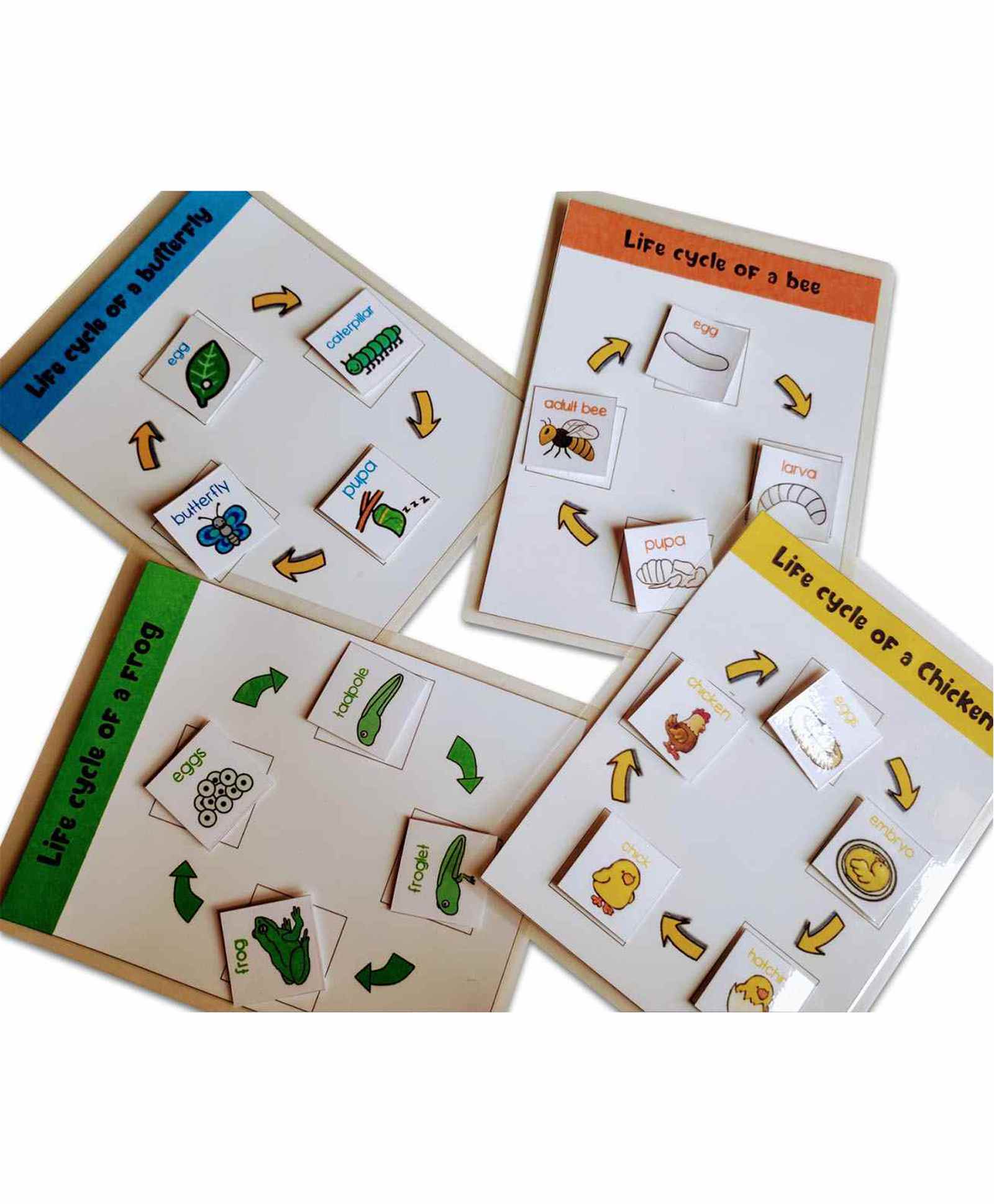 zooplay india Doxbox 4 Life Cycle Activity Bee Butterfly Frog & Chicken Game - Multicolor-picture-12