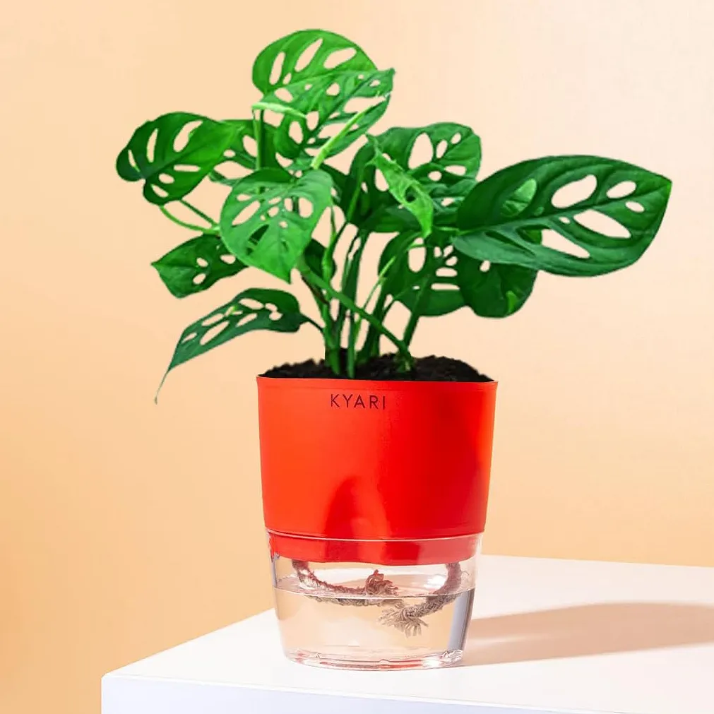 swiss cheese plant near me Swiss Cheese Plant | Monstera Adansonii